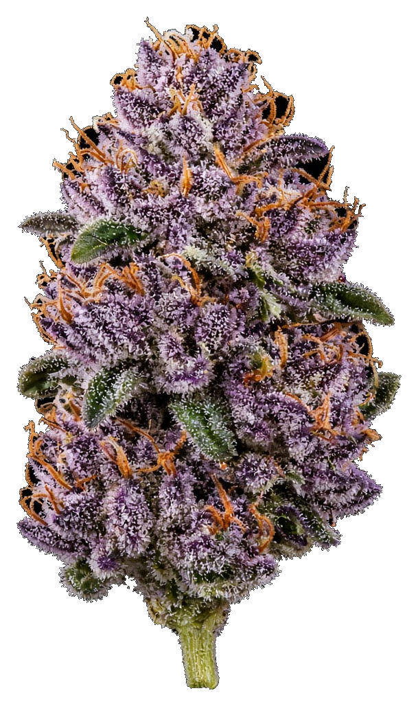 JAR Flower AU 3.5g - Wedding Pie