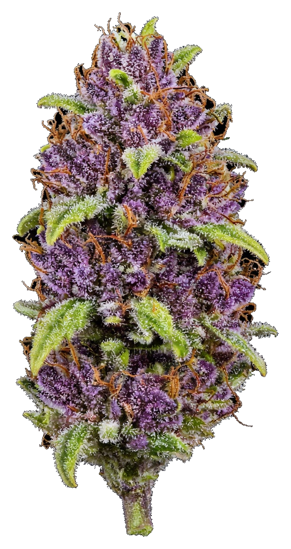 JAR Flower AU 3.5g - Motorbreath