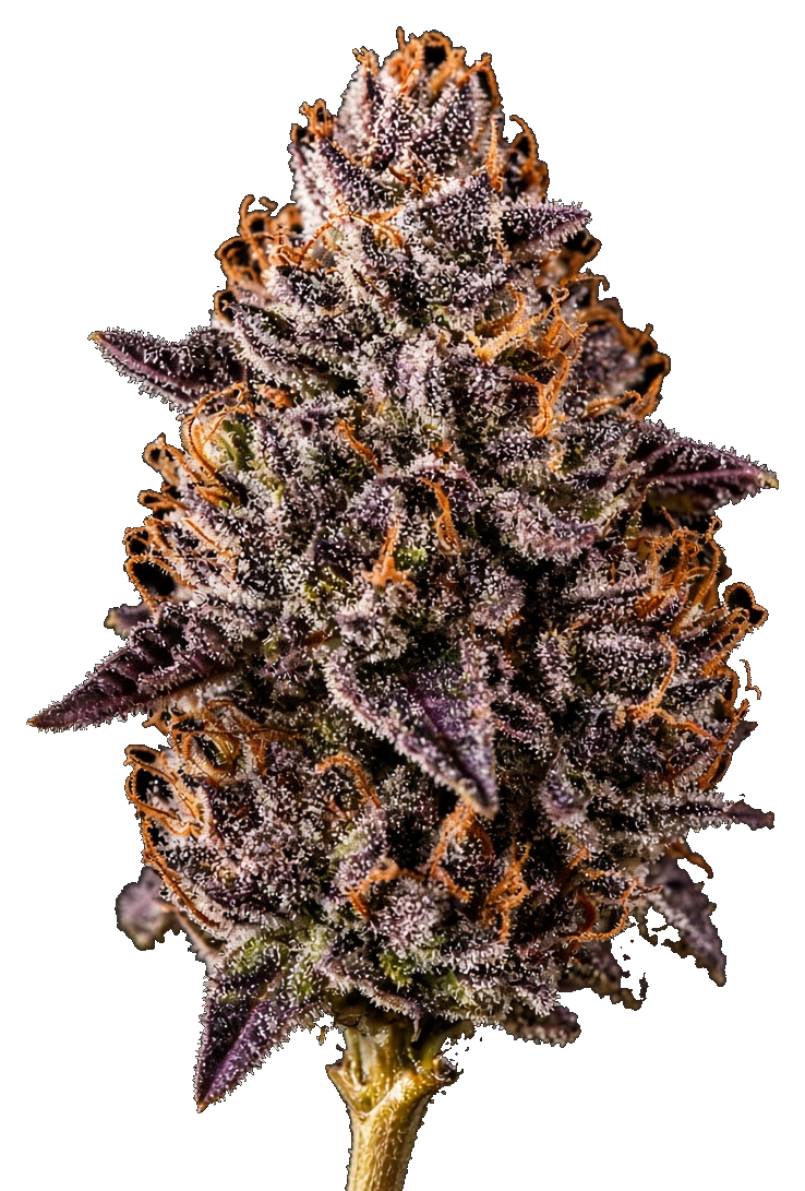 JAR Flower AU 3.5g - Sherbanger
