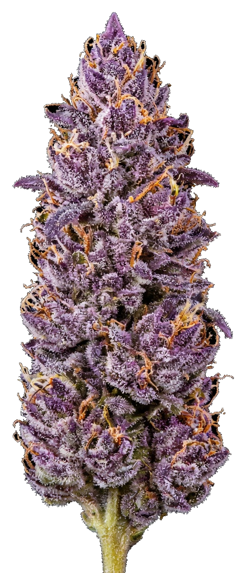 JAR Flower AU 7g - Deep Space