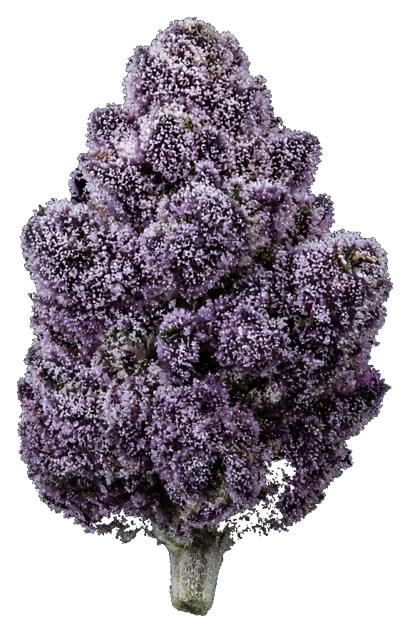 JAR Flower AU 3.5g - Devil Driver