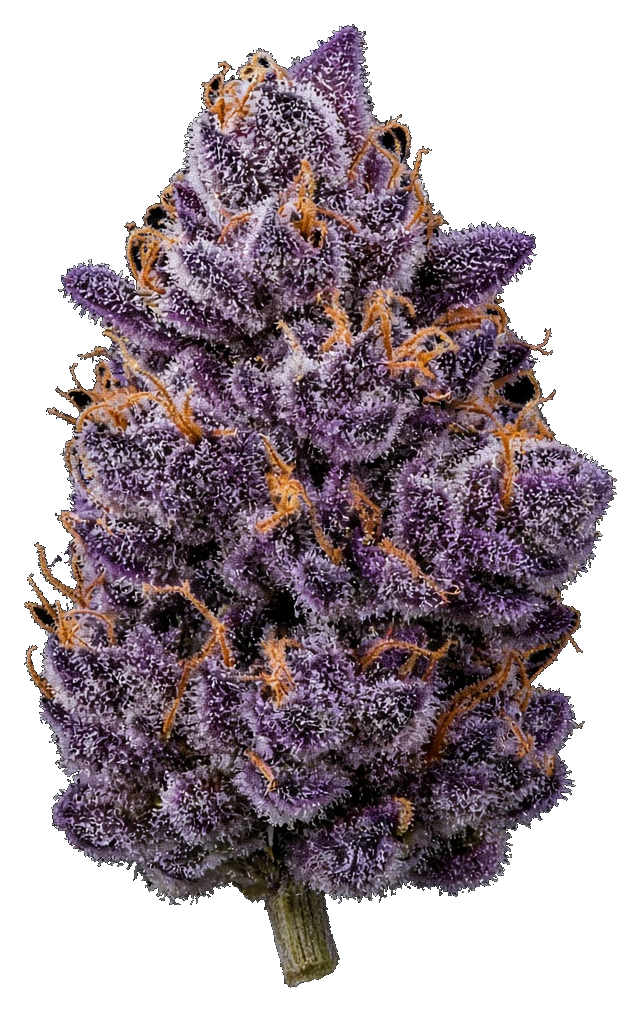 JAR Flower AU 3.5g - Gary Payton