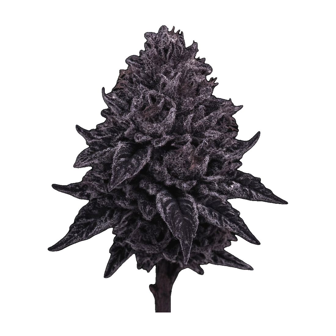 Downeast - Maine Plat Kush