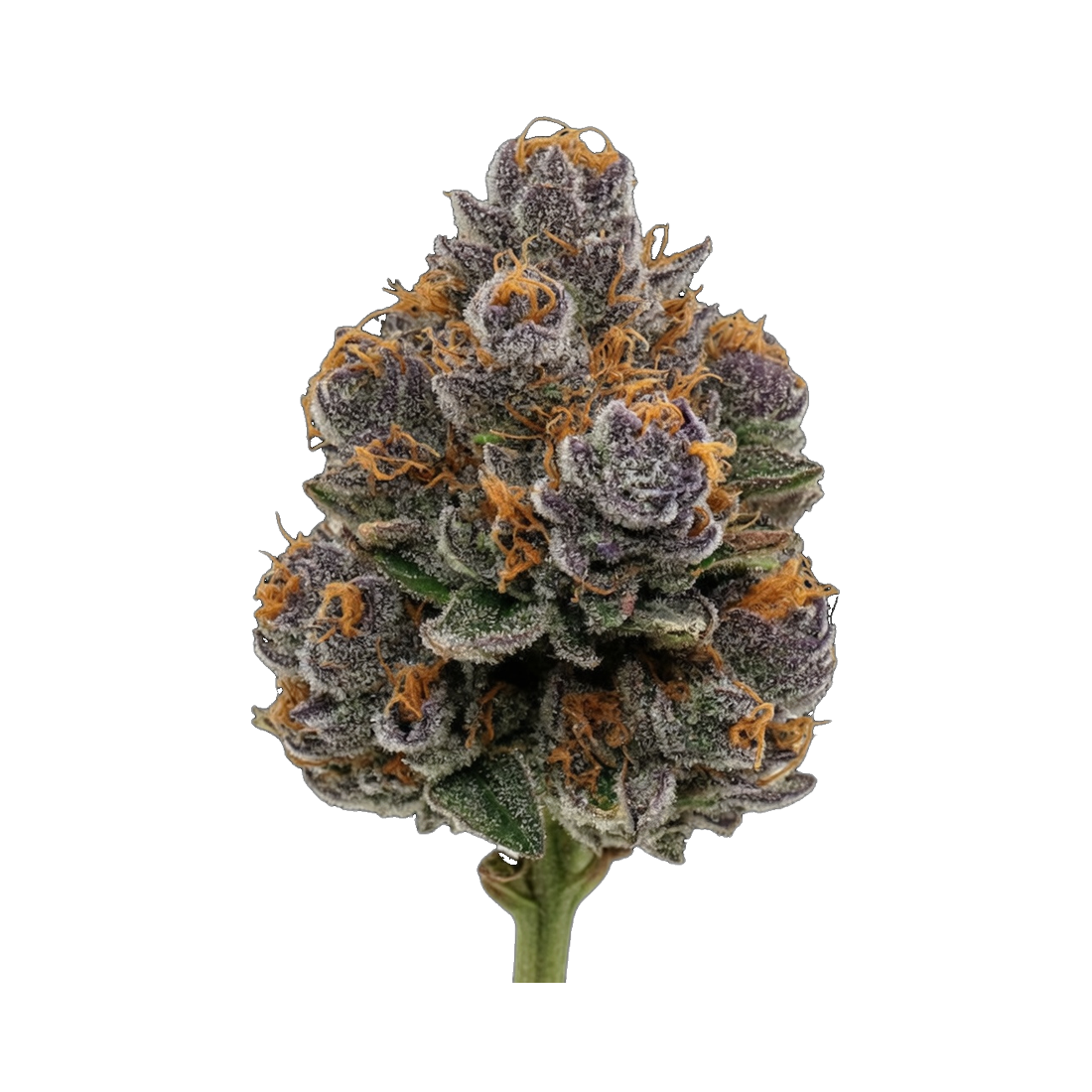 WPP - Flower - Blueberry