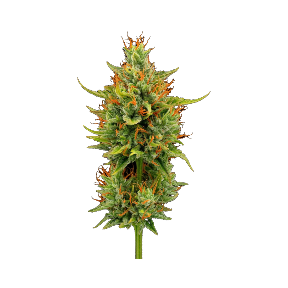 WPP - Flower - Durban Poison