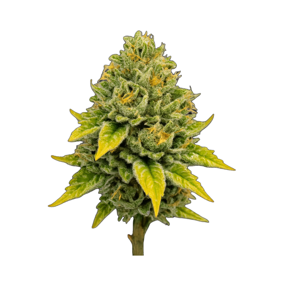 WPP - Flower - Lime Royal
