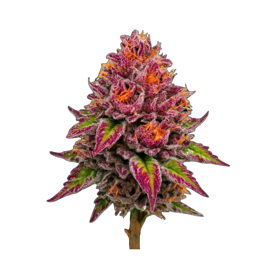 WPP - Flower - Mai Tai Zkittles