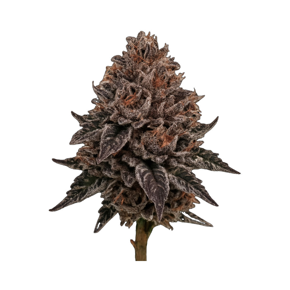 WPP - Flower - Mochilato
