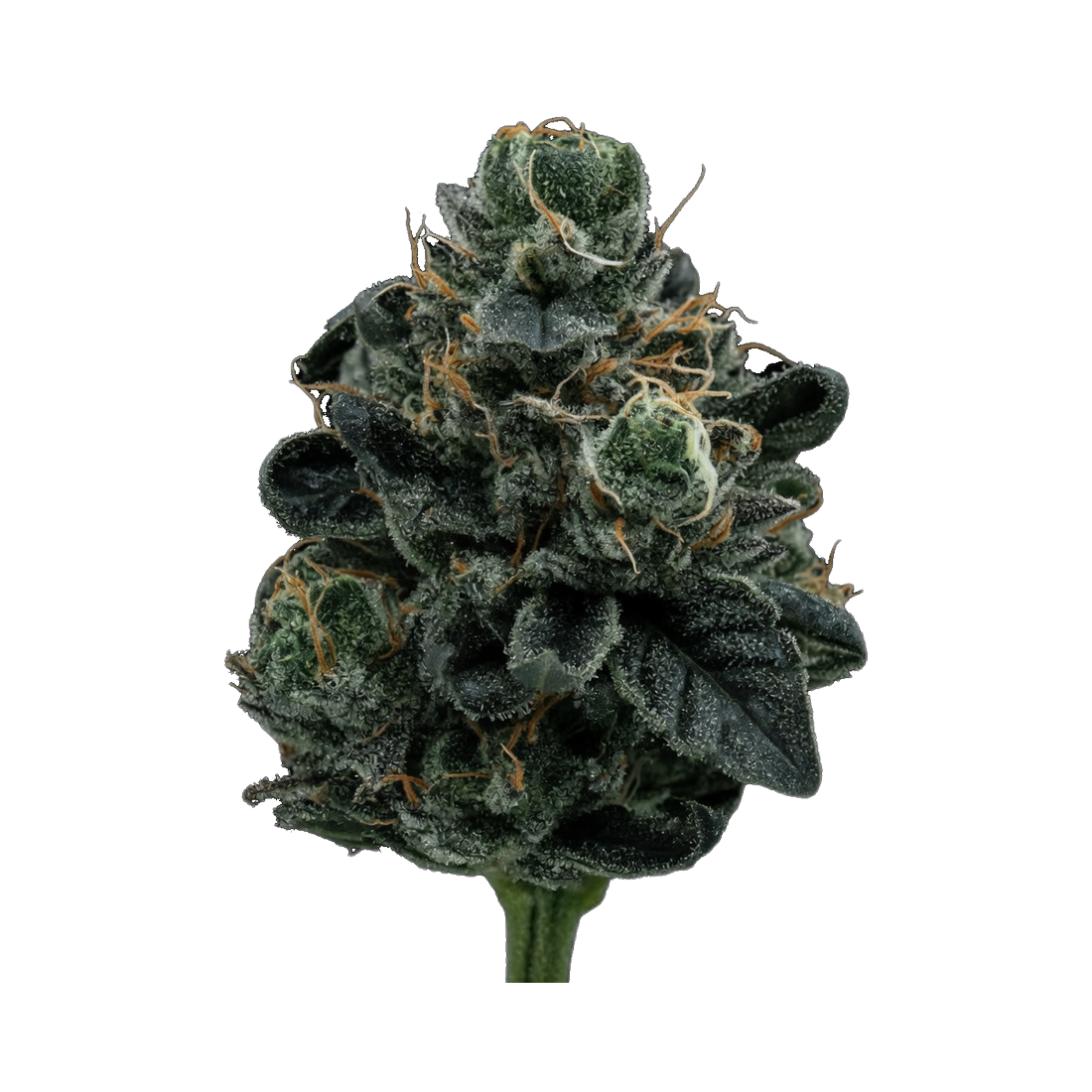 WPP - Flower - Original Glue
