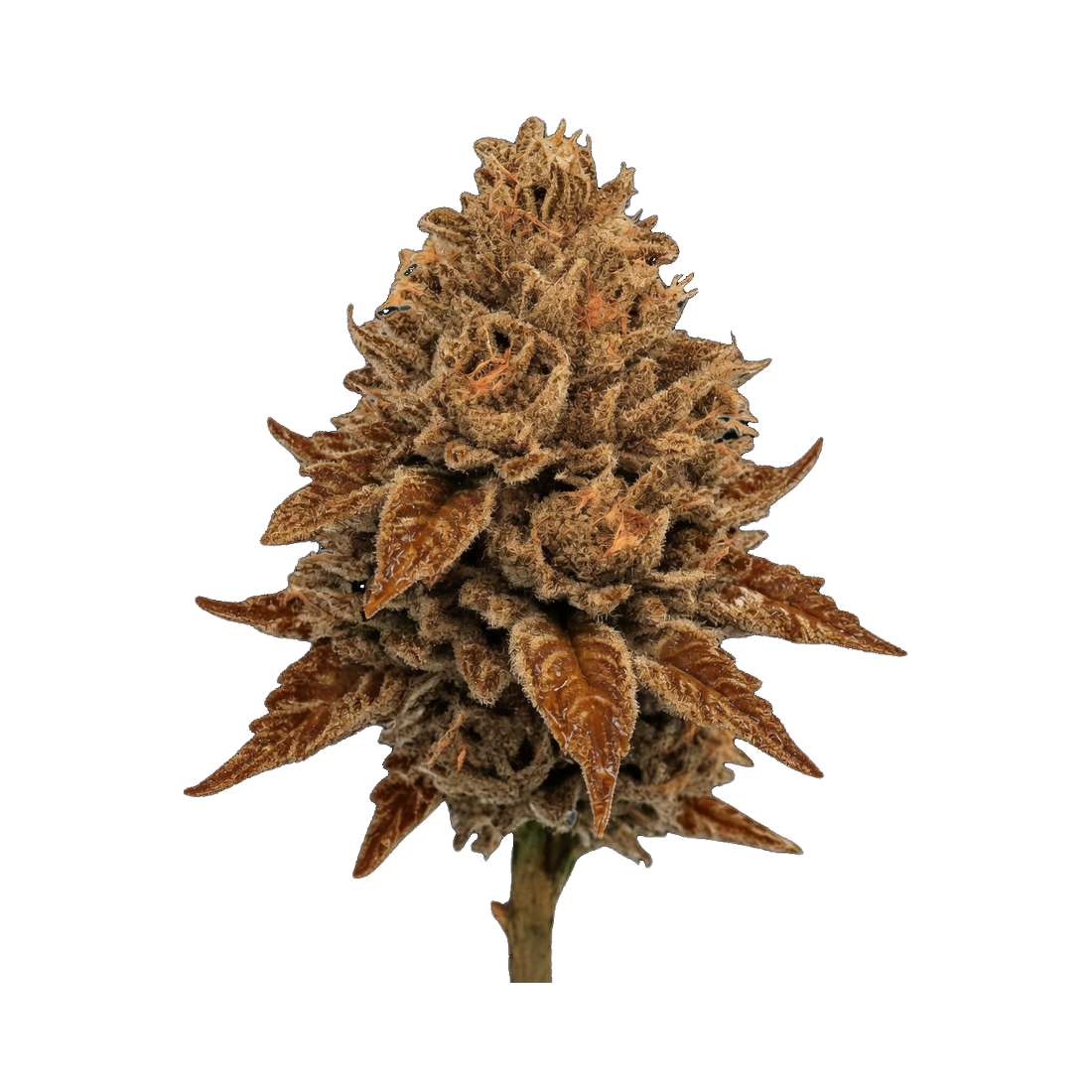 WPP - Flower - Peanut Butter Octane