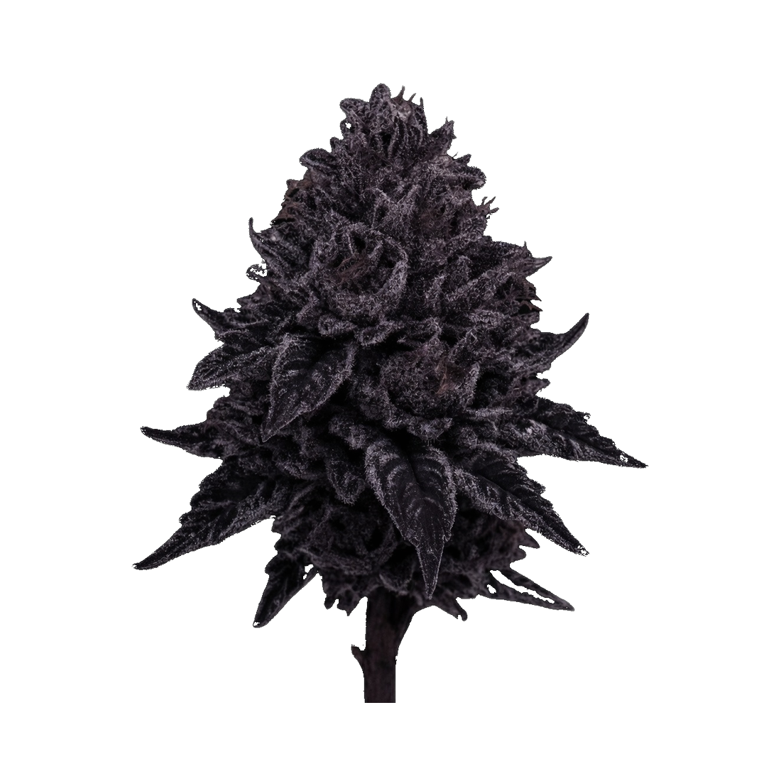 WPP - Flower - Royal Dankness