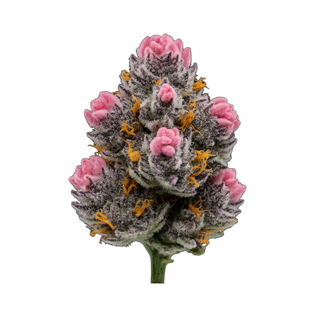 WPP - Flower - Super Ape Love Candy