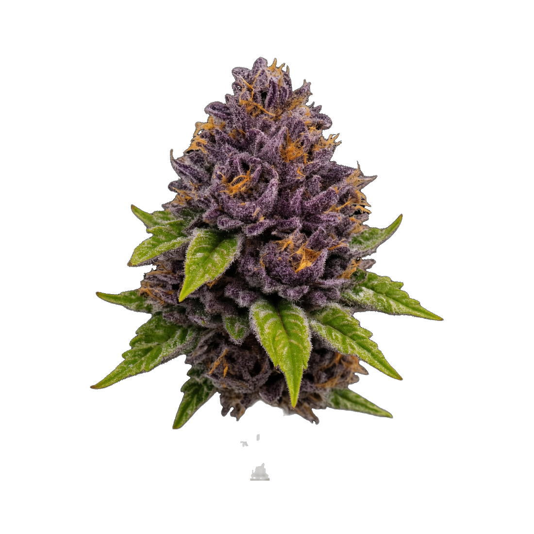 WPP - Hawaiian Purple Skunk
