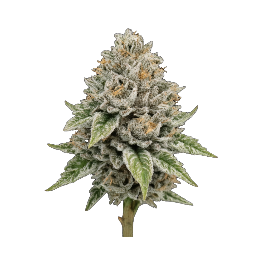 WPP - White Widow