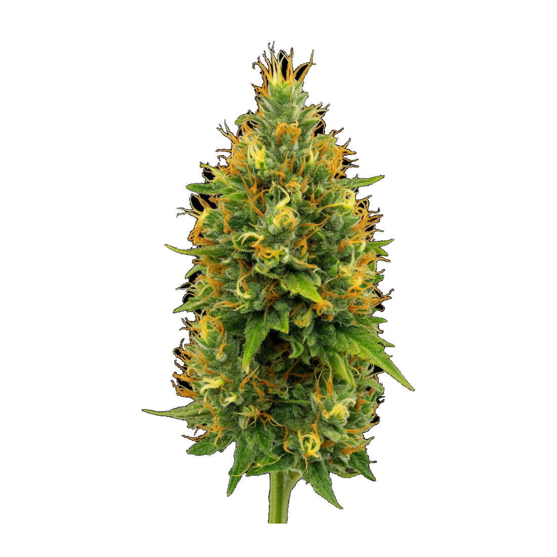PINEAPPLE EXPRESS