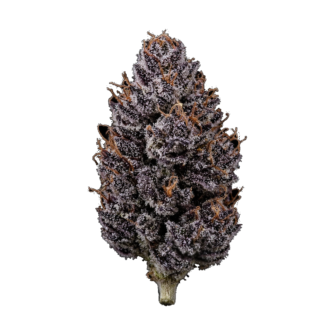 Rugged Roots / Bandz / Dime Bag / 1G