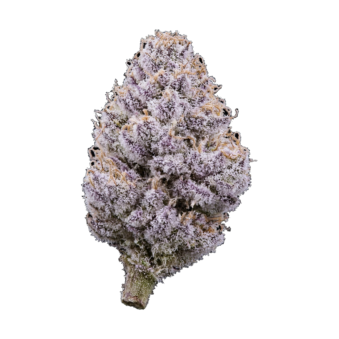 Rugged Roots / Cherry Paloma / Dime Bag / 1G