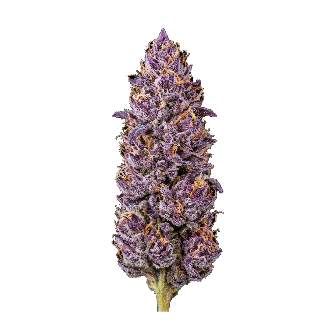 Reserve 1/8th - Motorbreath