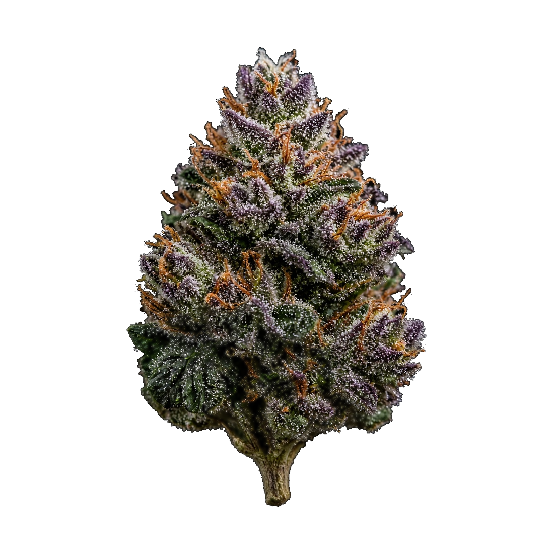 Reserve 1/8th - Vanilla Wafer