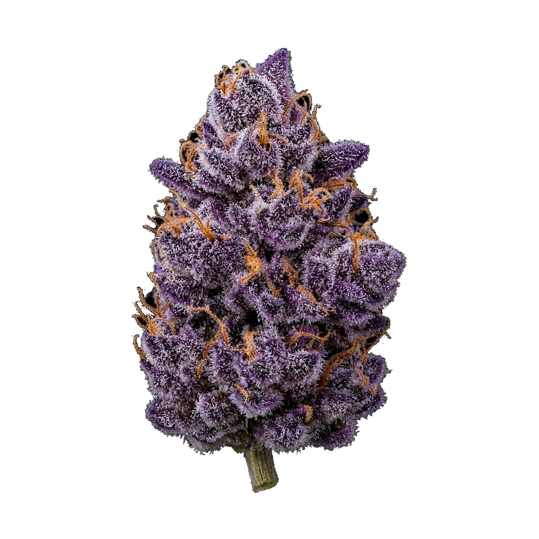 Rugged Roots / Silver Haze / Dime Bag / 1G