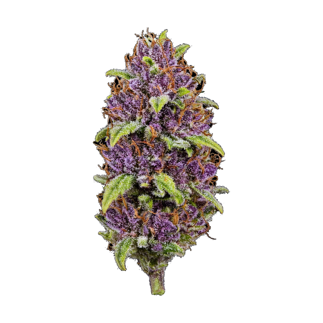 Rugged Roots / Watermelon Gelato / Dime Bag / 1G