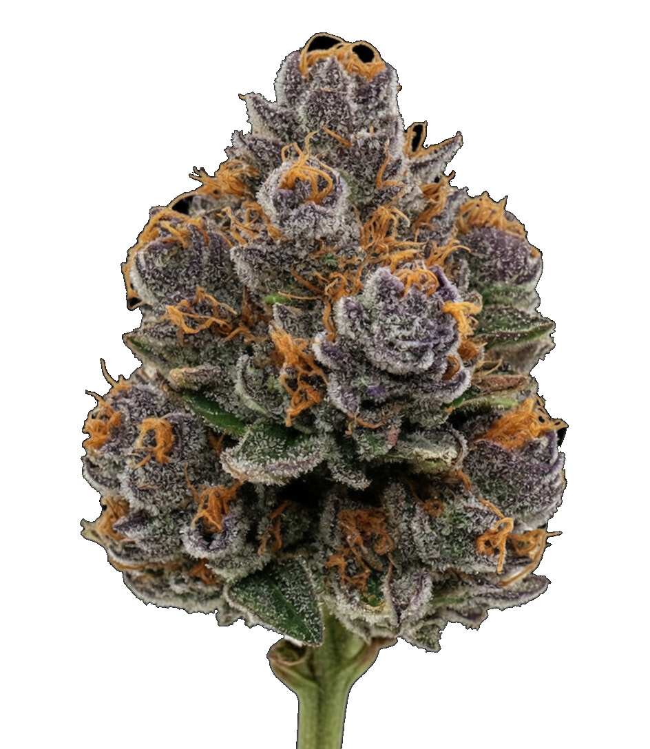 WPP - Flower - Blueberry