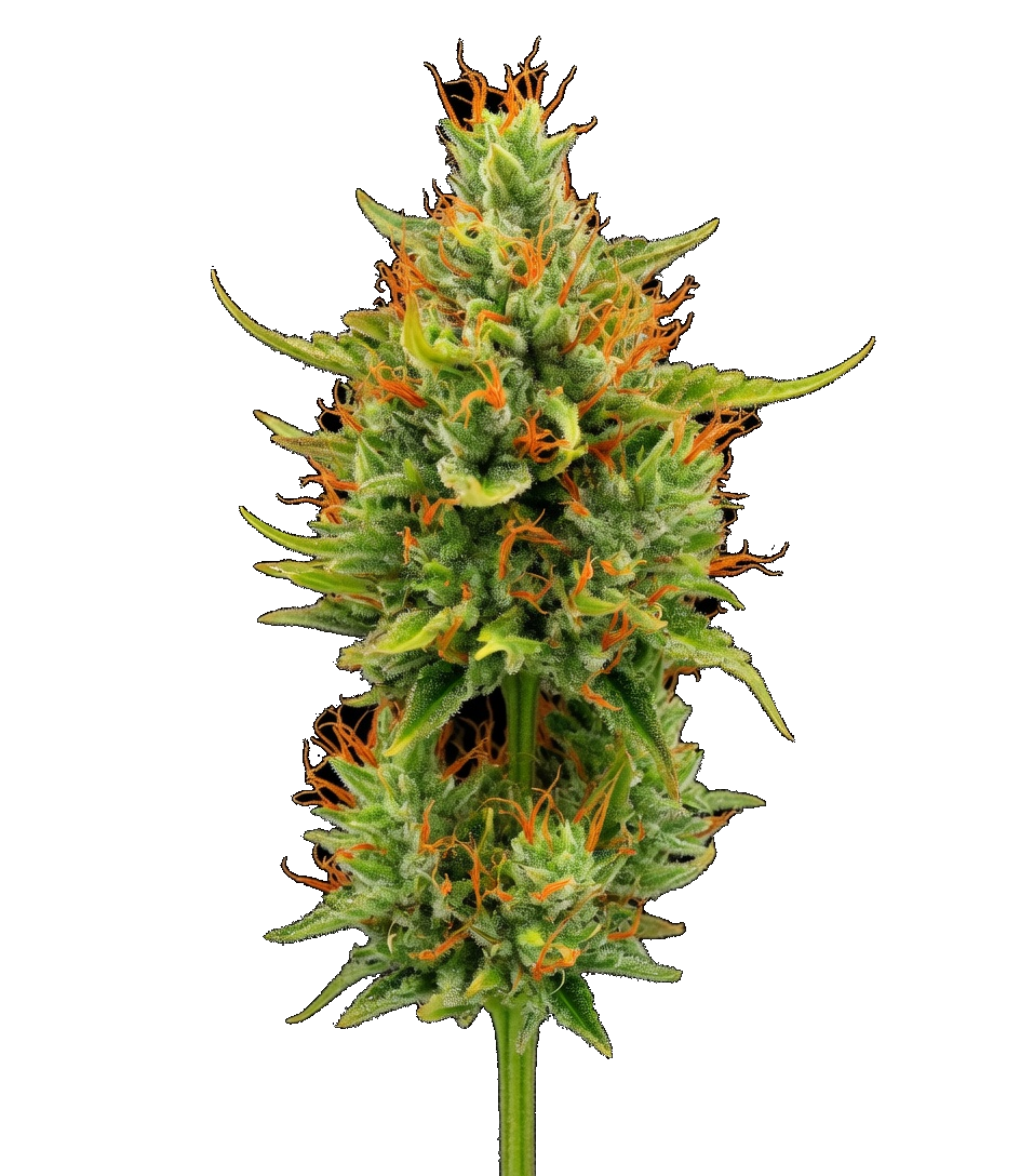 WPP - Flower - Durban Poison