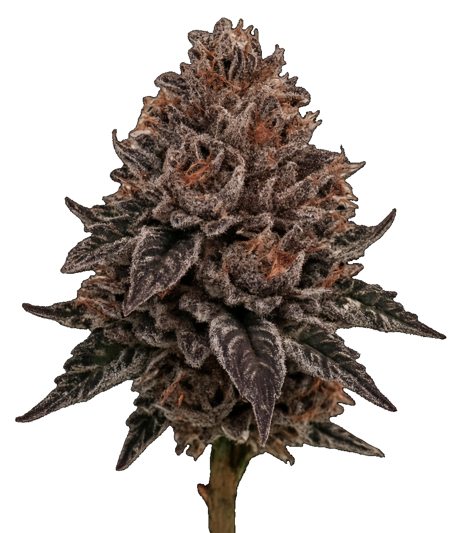 WPP - Flower - Mochilato
