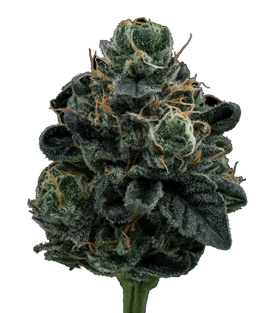 WPP - Flower - Original Glue