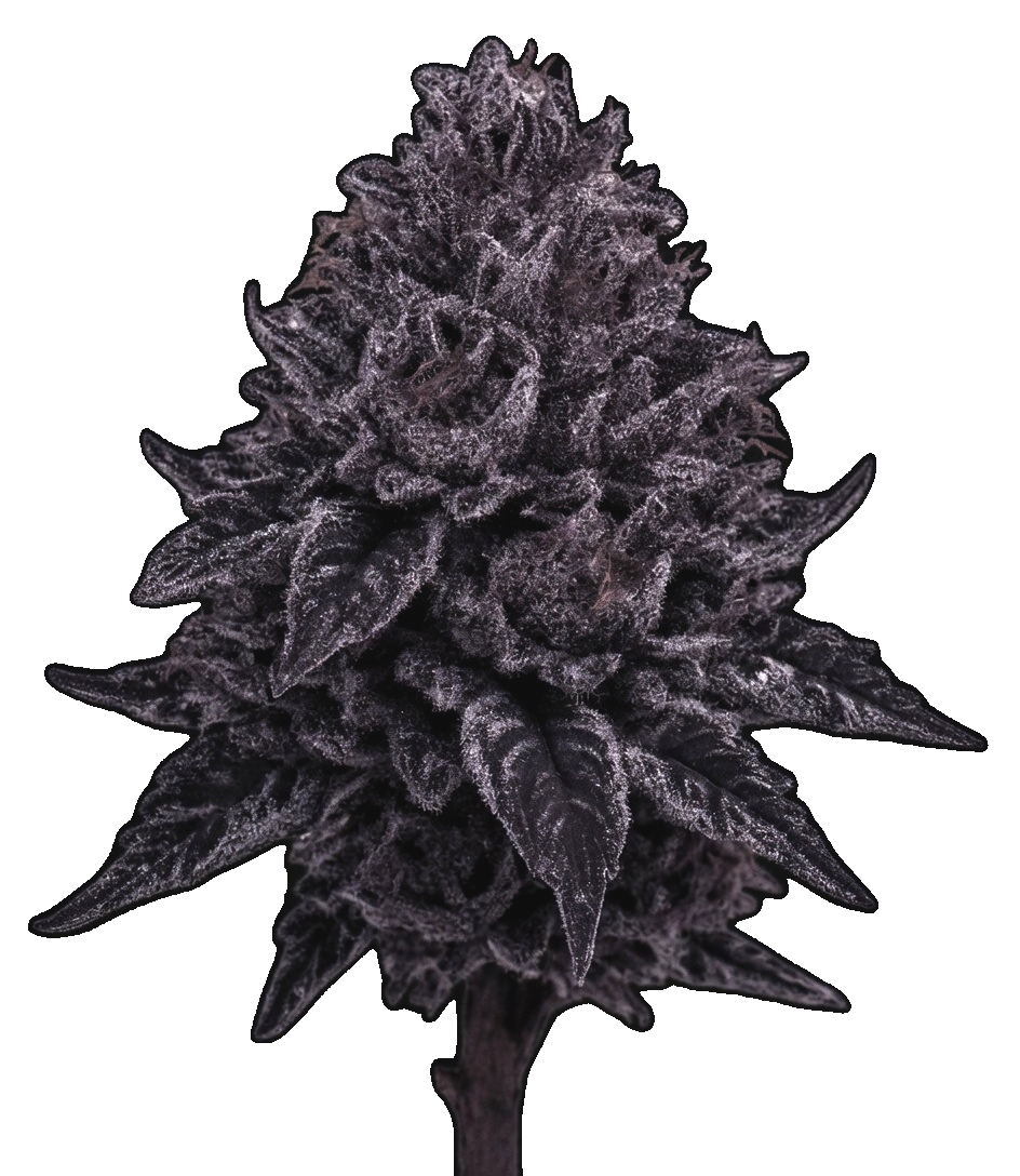 WPP - Flower - Royal Dankness